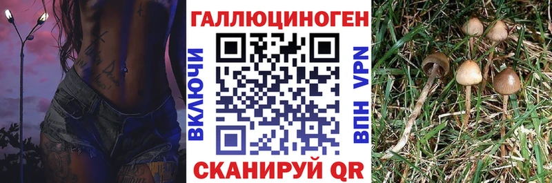 Купить где  Фролово  Галлюциногенные грибы Psilocybe 